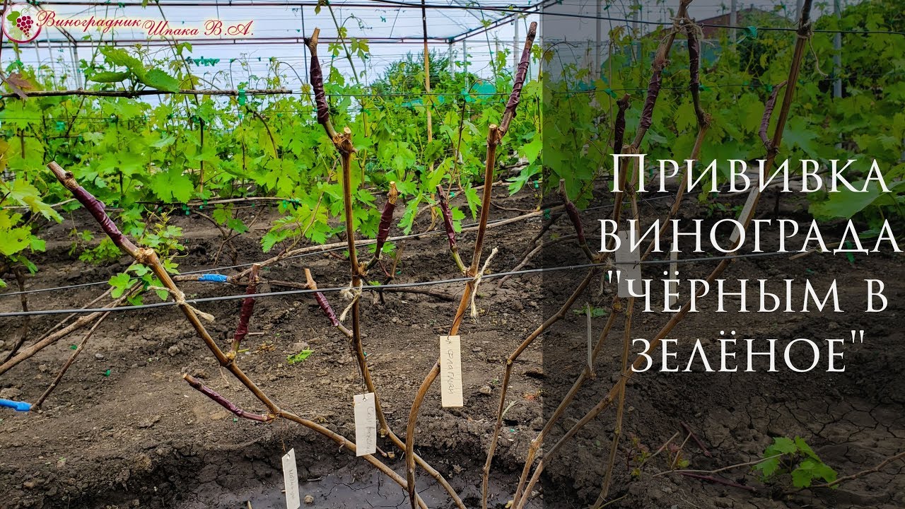 Прививка винограда 