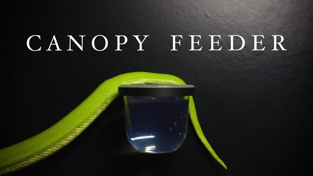 Arboreal elevated water/ food dish