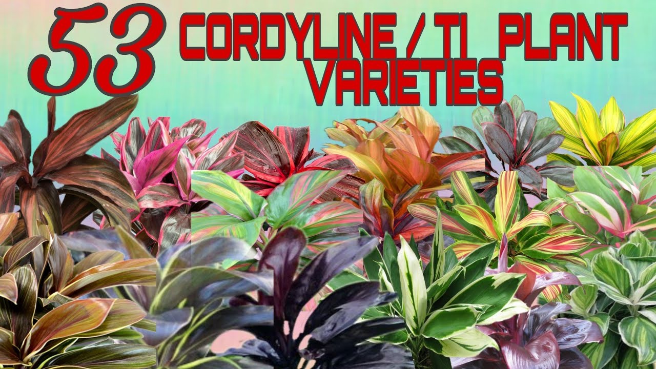 53  STUNNING CORDYLINE / TI PLANT VARIETIES