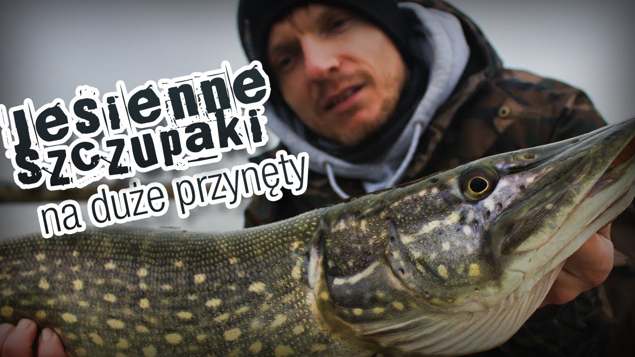 Jesienne szczupaki na duże gumy i jerki