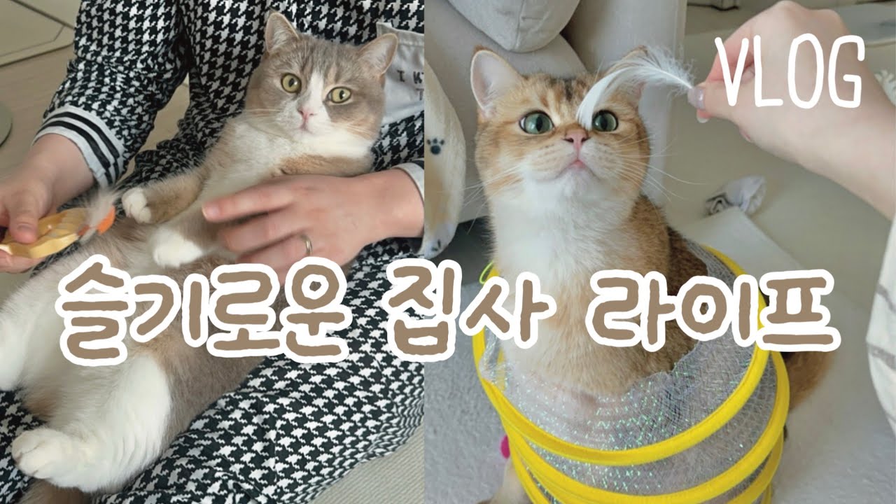 [Vlog] 고양이 세마리 집사의 일상,,, 근데 이제 고양이를 곁들인,,🐈💕