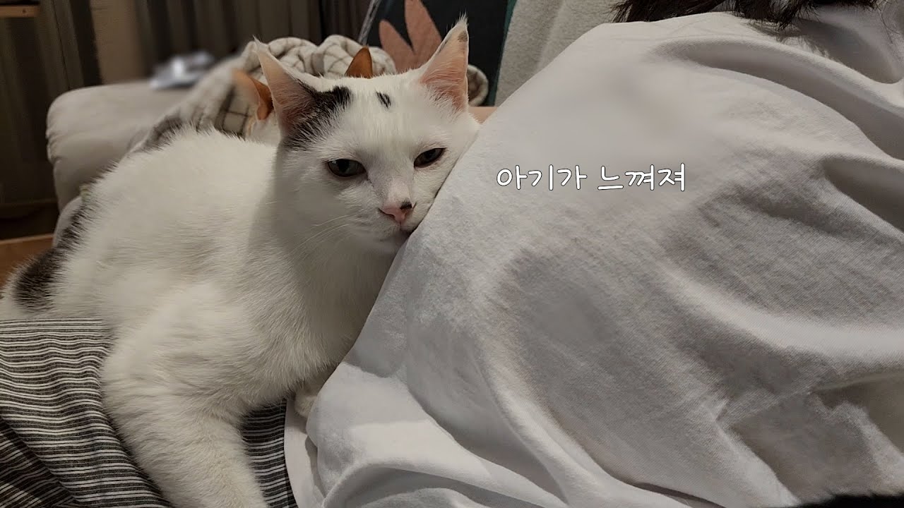 하루 종일 엄마 뱃속의 아기와 교감하는 고양이