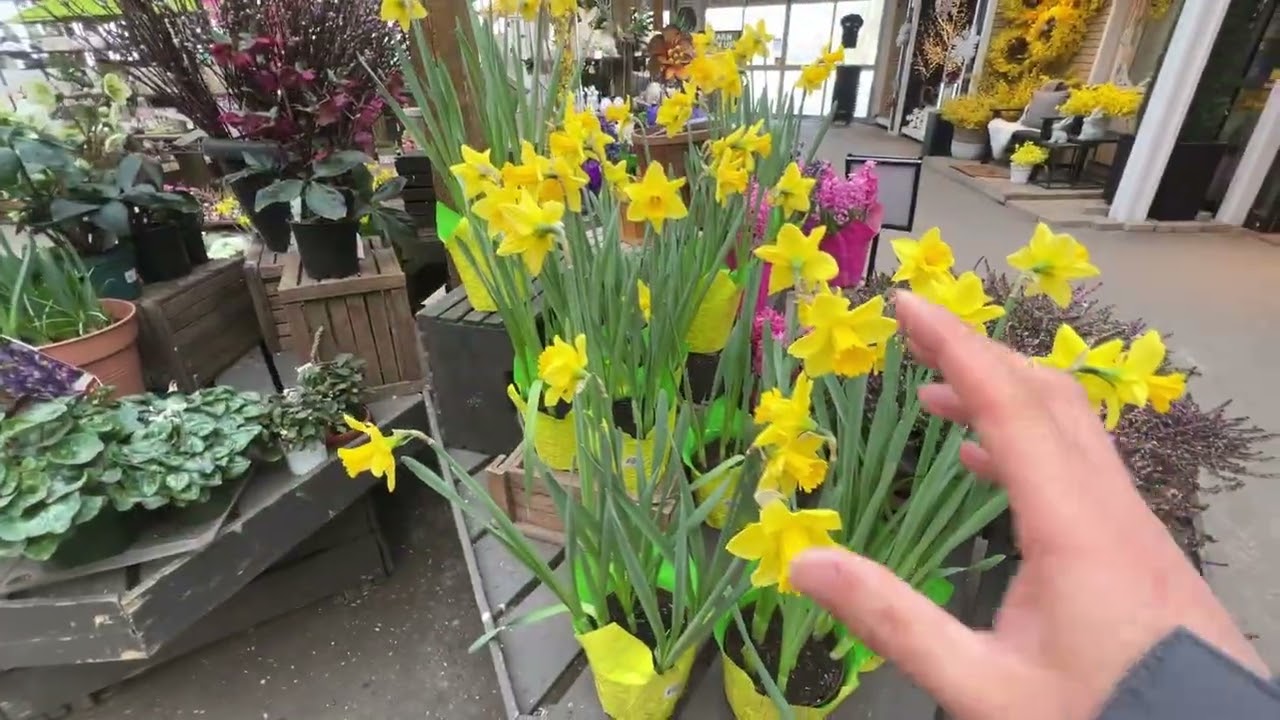 二月花店 - Sheridan - 几种诱人的鲜花 - 有色有香