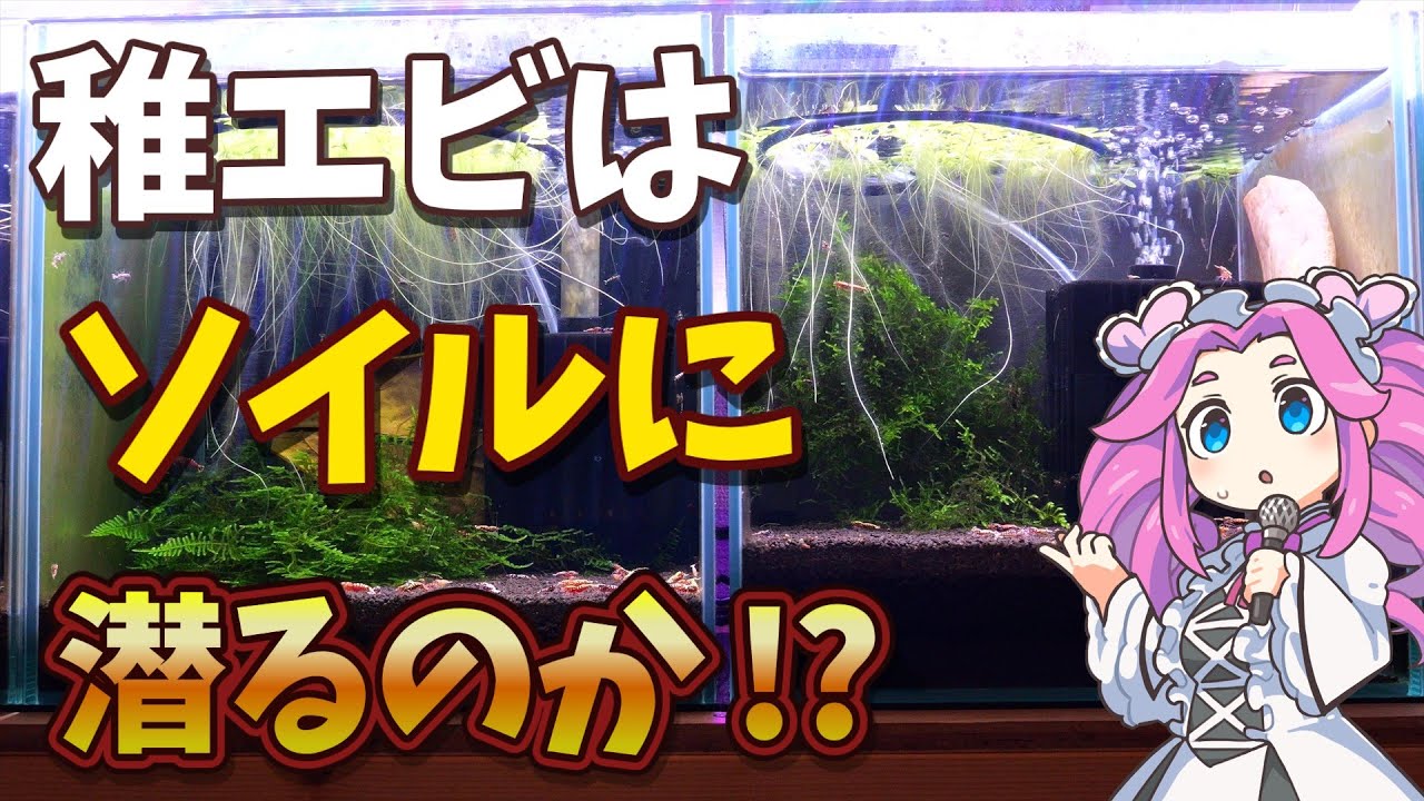 稚エビがソイルに潜って消える？その真相や如何に＆レイザーソイル水槽経過紹介