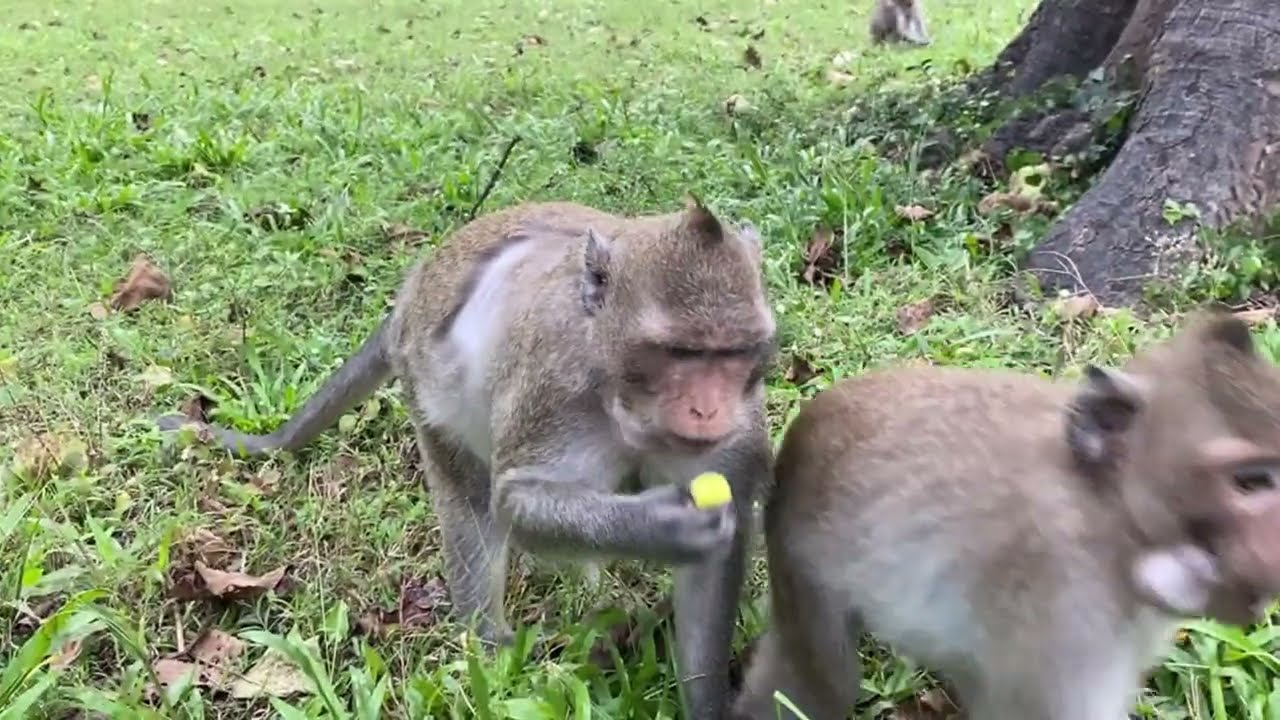 Monkey mom Jane death causing her daughters crying and grieving ever?
