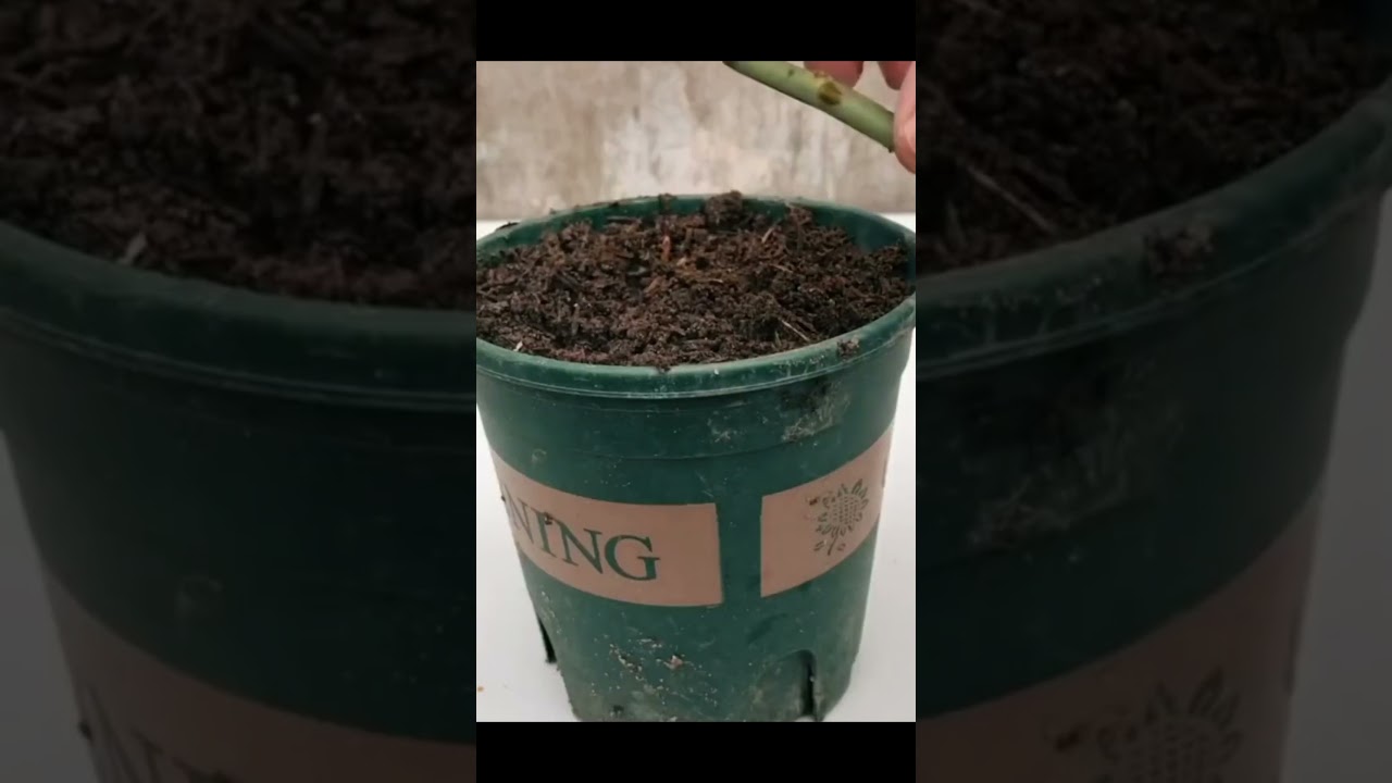 Learn how to propagate roses from branches🌱🌹 #farming #Propagation_of_roses #agriculture