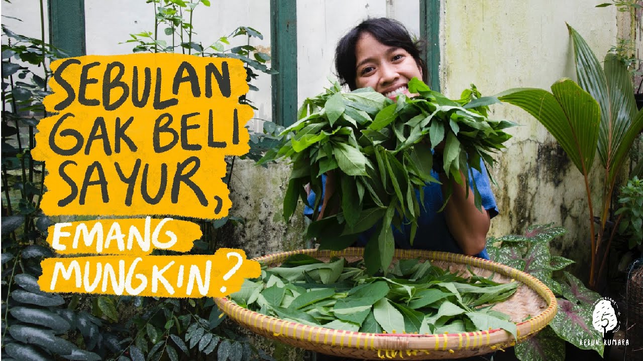 Cara Mandiri Pangan: 1 Bulan NGGA BELI Sayur! Emang bisa?
