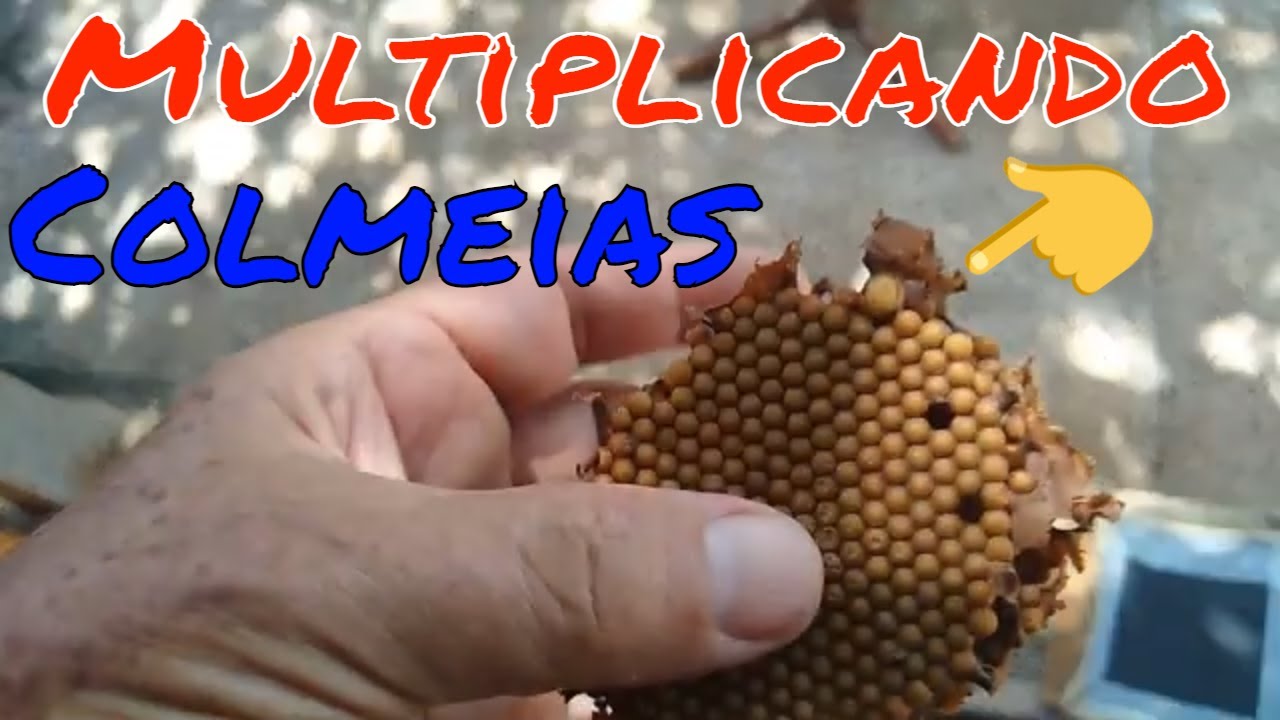 Como multiplicar Colmeia de Abelha Canudo//stingless bees