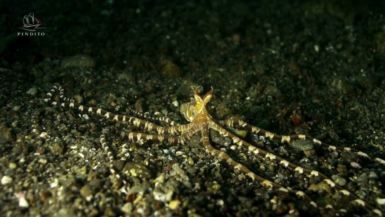 Rare Wunderpus Spotted in Komodo &ndash; A Magical Moment with Pindito
