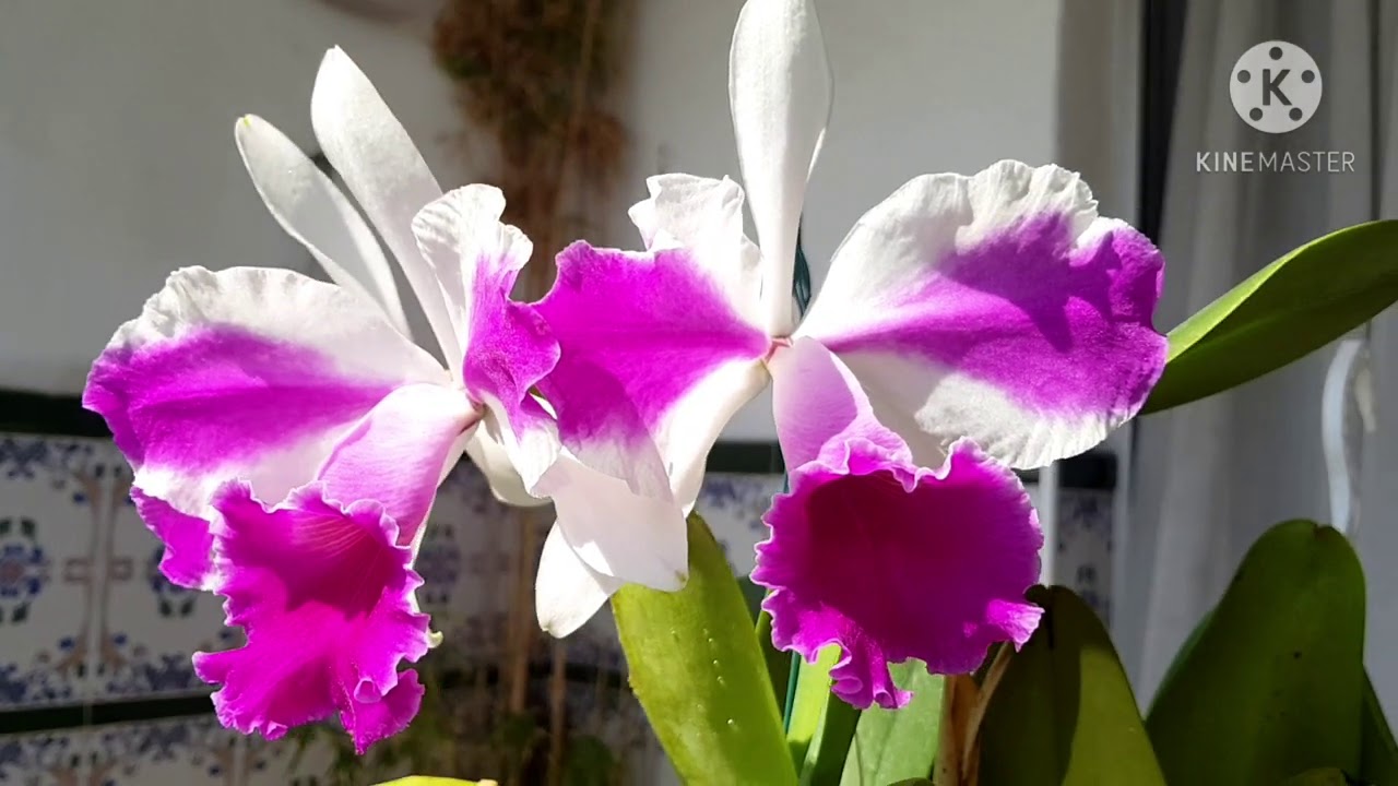 Цветение каттлей  Blc. Mirian Suzuki 'Red Giant' и Lc. Remo Prada 'Crown'