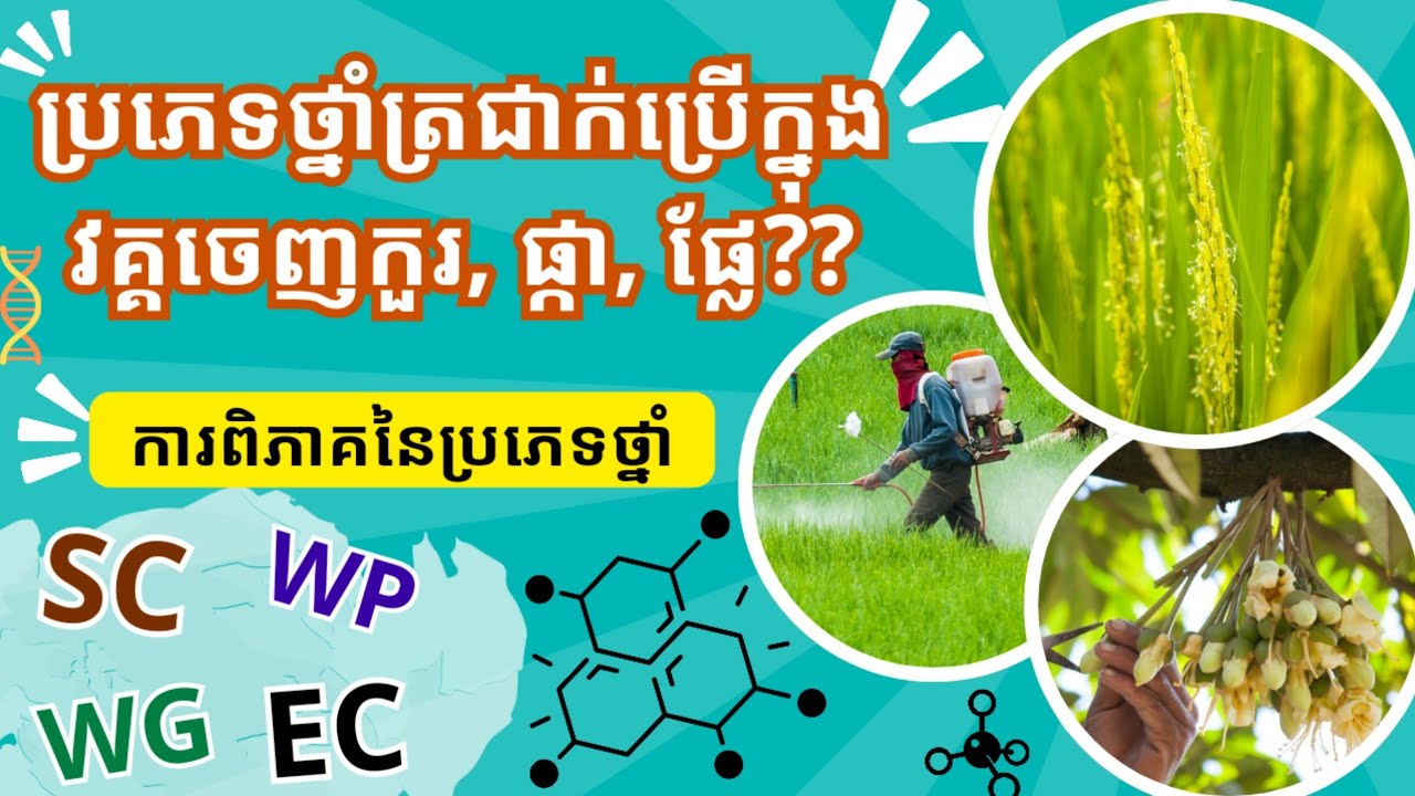 វគ្គចេញផ្កា ផ្លែ ចេញកួរ ប្រើប្រភេទថ្នាំណា?? ប្រភេទថ្នាំត្រជាក់ឬក្ដៅ?? សញ្ញាប្រភេទថ្នាំនៅលើទីផ្សារ