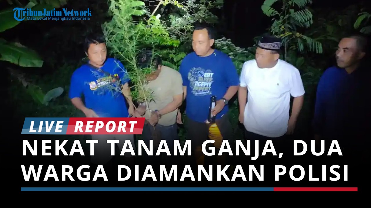 BREAKING NEWS - Dua Warga Plosoklaten Diamankan Polisi karena Nekat Tanam Ganja di Dalam Pot