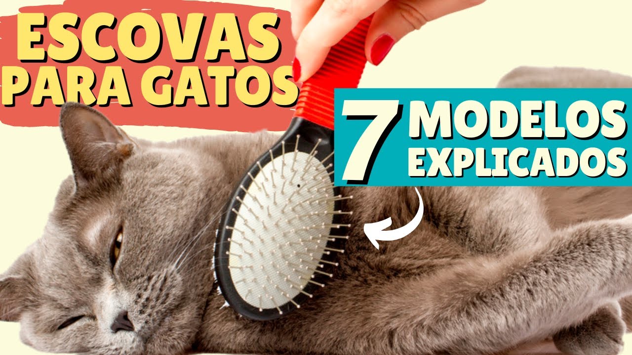 Melhor escova para gatos: não compre antes de ver este vídeo!