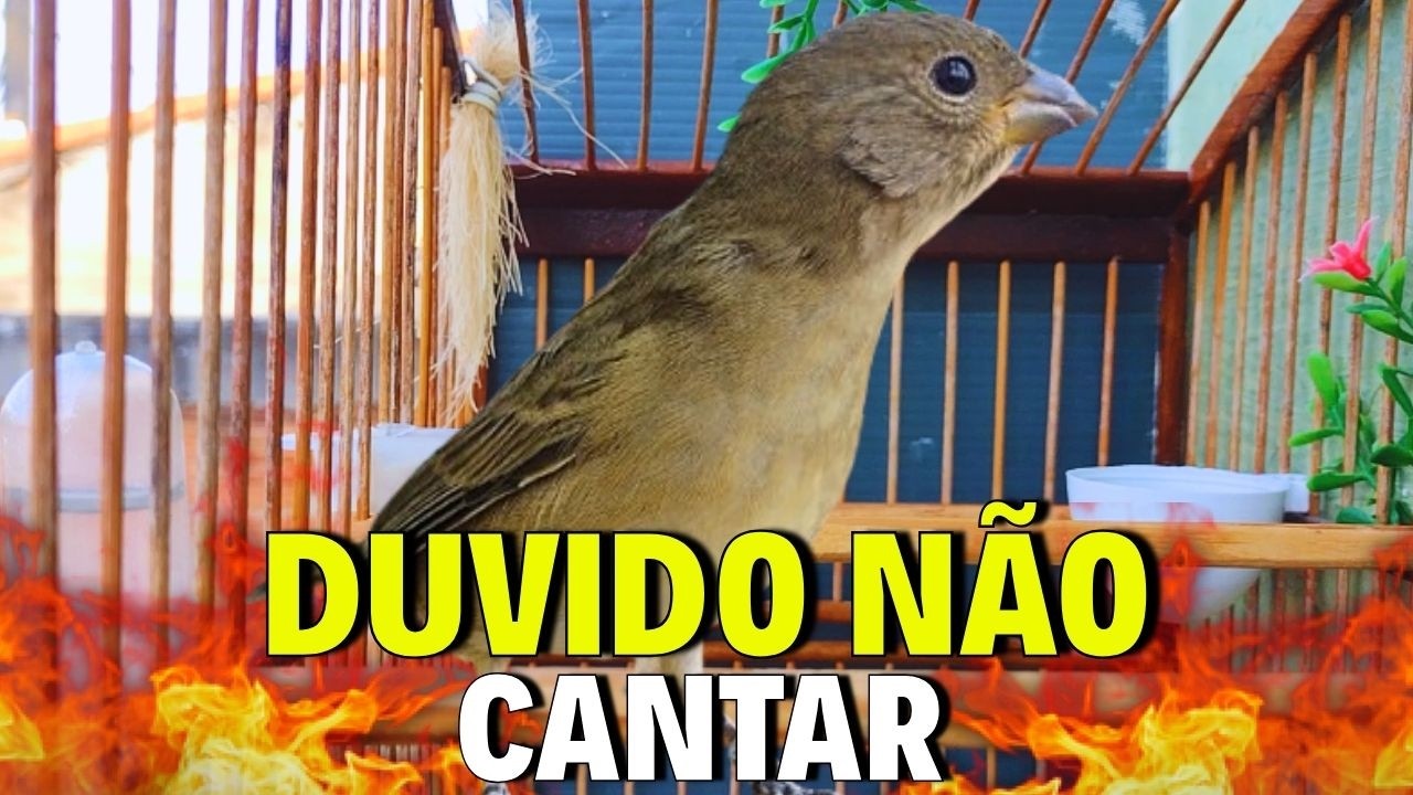 ESQUENTAR QUALQUER COLEIRO FRIO COM FÊMEA DE COLEIRO REAL CHAMANDO PARA ESQUENTAR COLEIRO TUI TUI