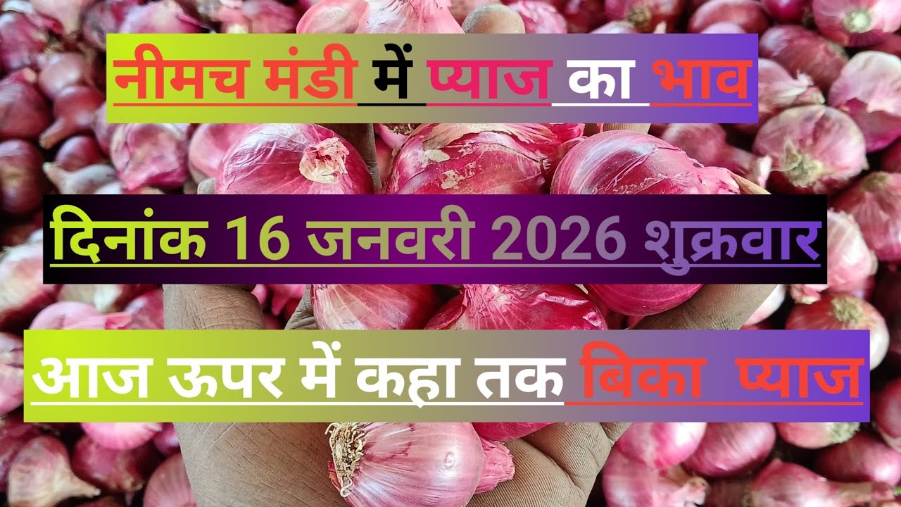 16 जनवरी 2026 नीमच मंडी प्याज का ताजा भाव | आज का मंडी भाव #pyaj #pyajrate #neemuchmandi