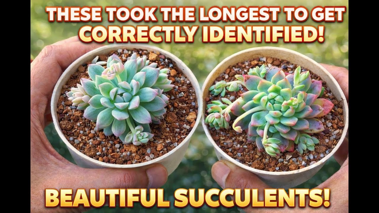 THEY TOOK THE LONGEST TO GET THE  CORRECT ID