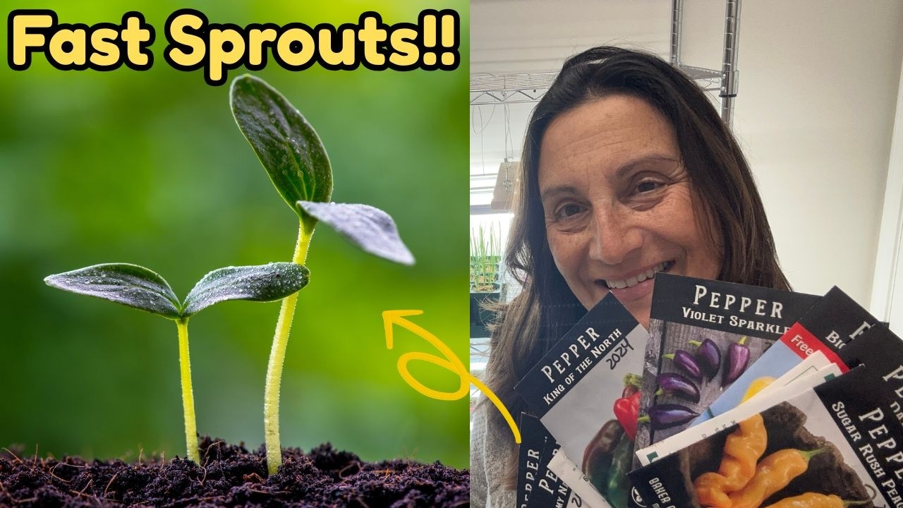 How to Sow Peppers for 100% SUCCESS (Heat Mat & Soil Secrets)