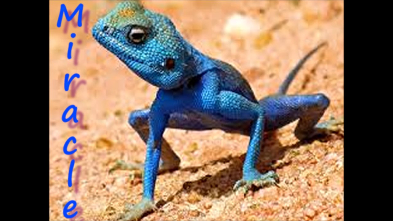 Mauro Picotto vs Coco Lizards Miracle