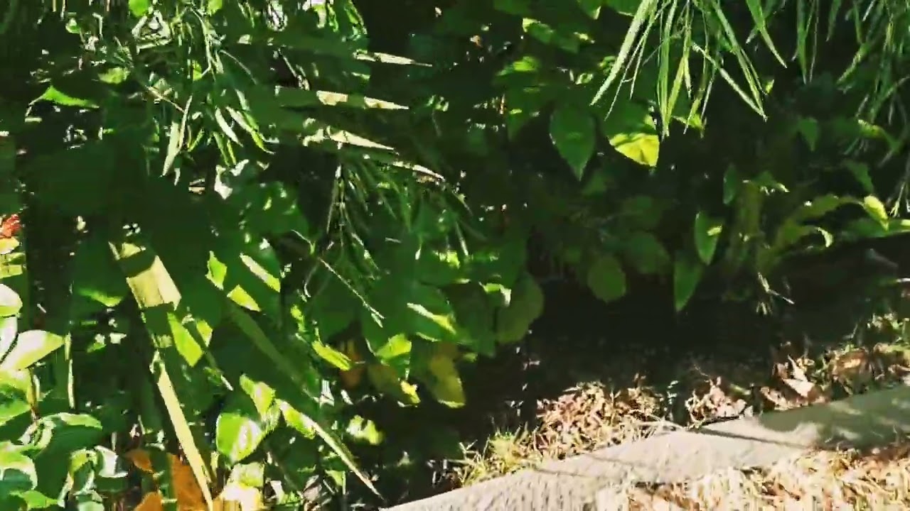 Un tour au jardin en mai 2022 l'exotisme au rendez vous
