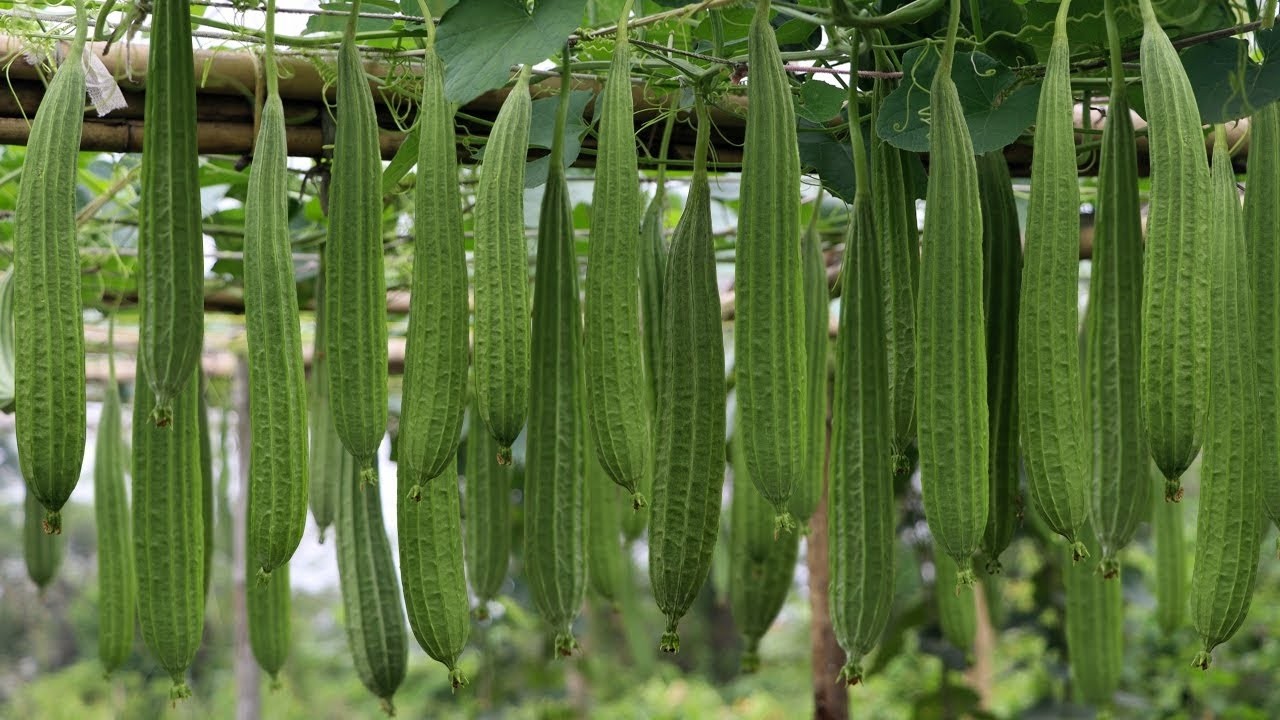 মাত্র ৪০ দিনেই ঝিঙার বাম্পার ফলন | ঝিঙ্গা চাষ ও পরিচর্যার নিয়ম