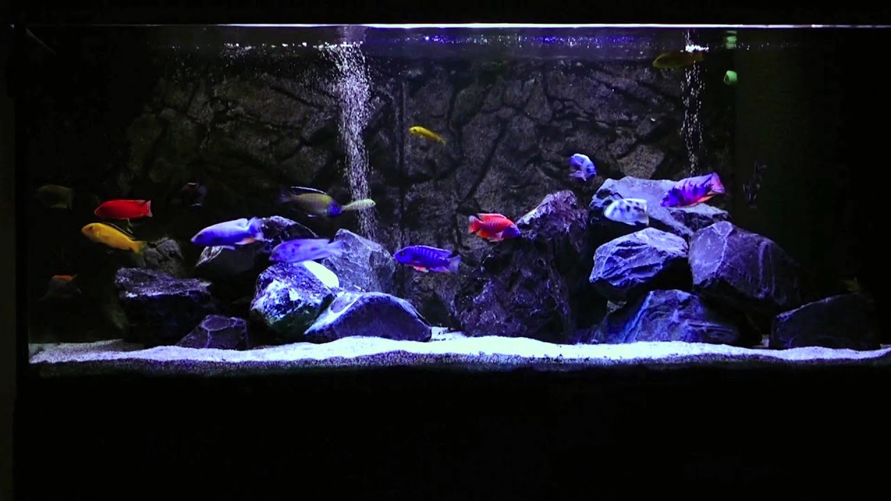 Malawi Aquarium - Männerbecken