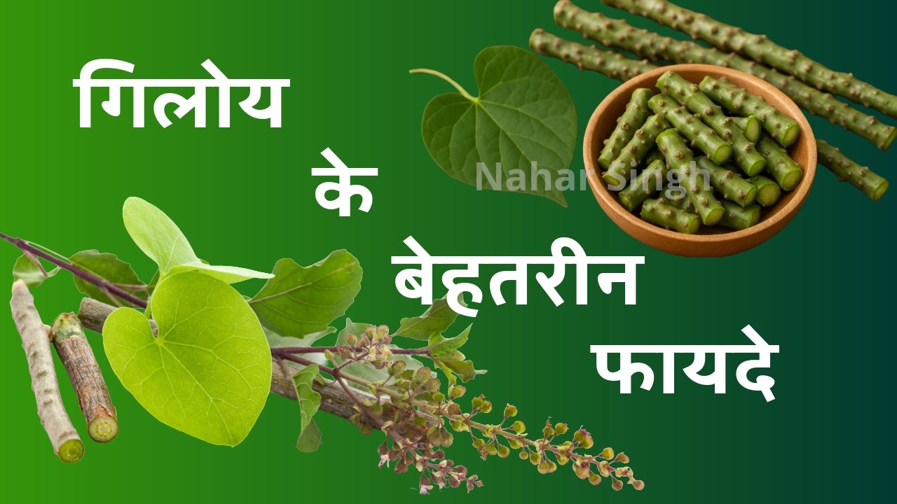 Giloy ke Fayde ya Nuksan | Rozana Giloy lene se Sharir me kya hota hai? #giloy #giloybenefits