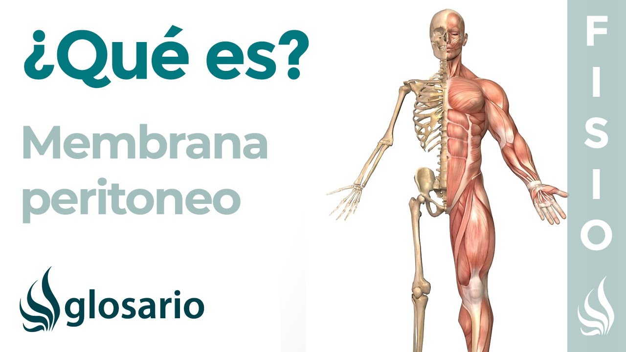 PERITONEO | Qu&eacute; es, d&oacute;nde se encuentra, qu&eacute; &oacute;rganos protege, cu&aacute;l es su funci&oacute;n y lesiones