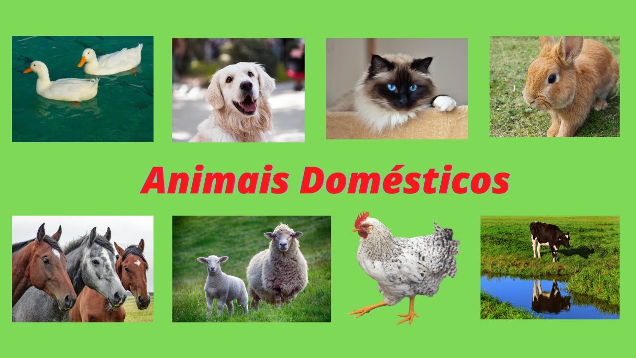 Animais Domésticos