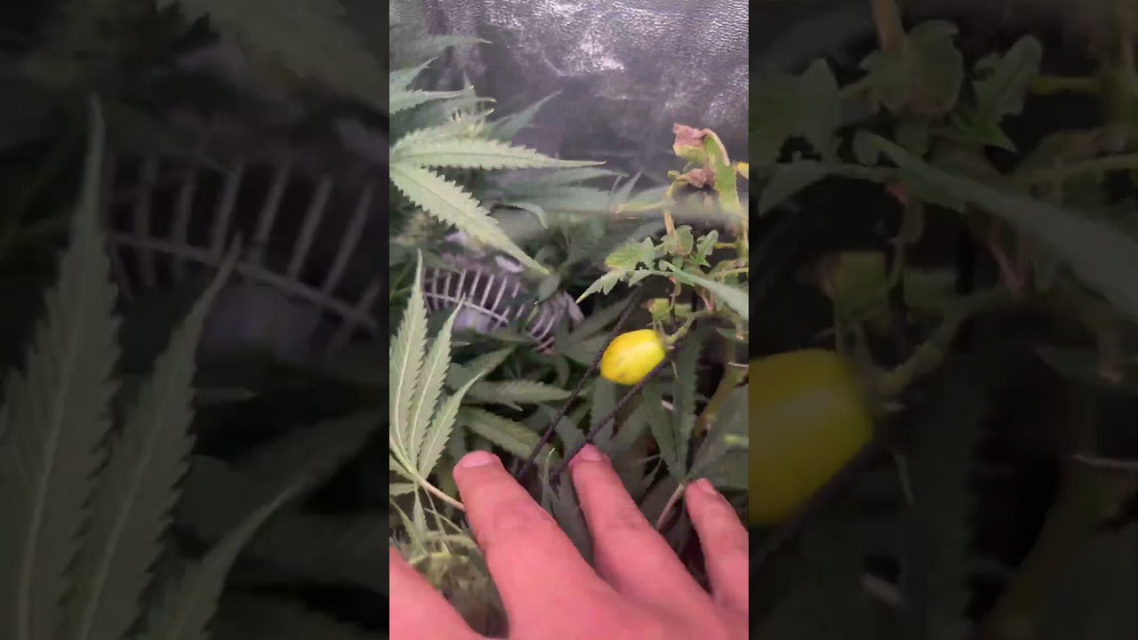 #diygardening #hydro #420 #temufinds  testing some of the best grow tech solutions we found on Temu
