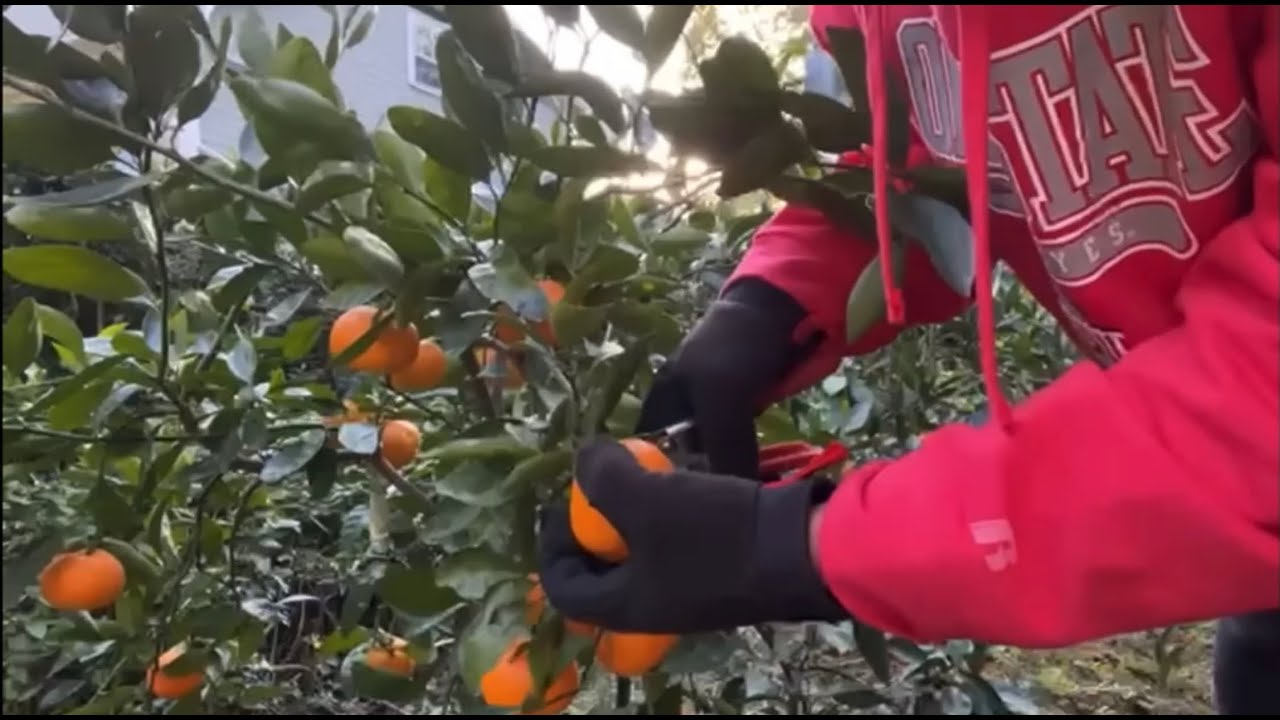 Growing Cold hardy citrus in freezing temperatures 🥶🍊🍋