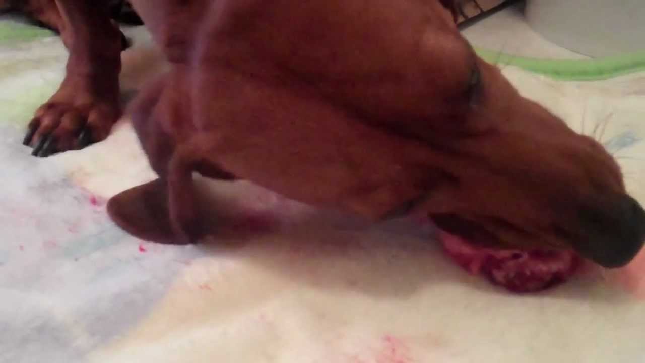 Mini Dachshund Dog Eats Raw Meaty Bones: Pork Neck Bones Pt. 2