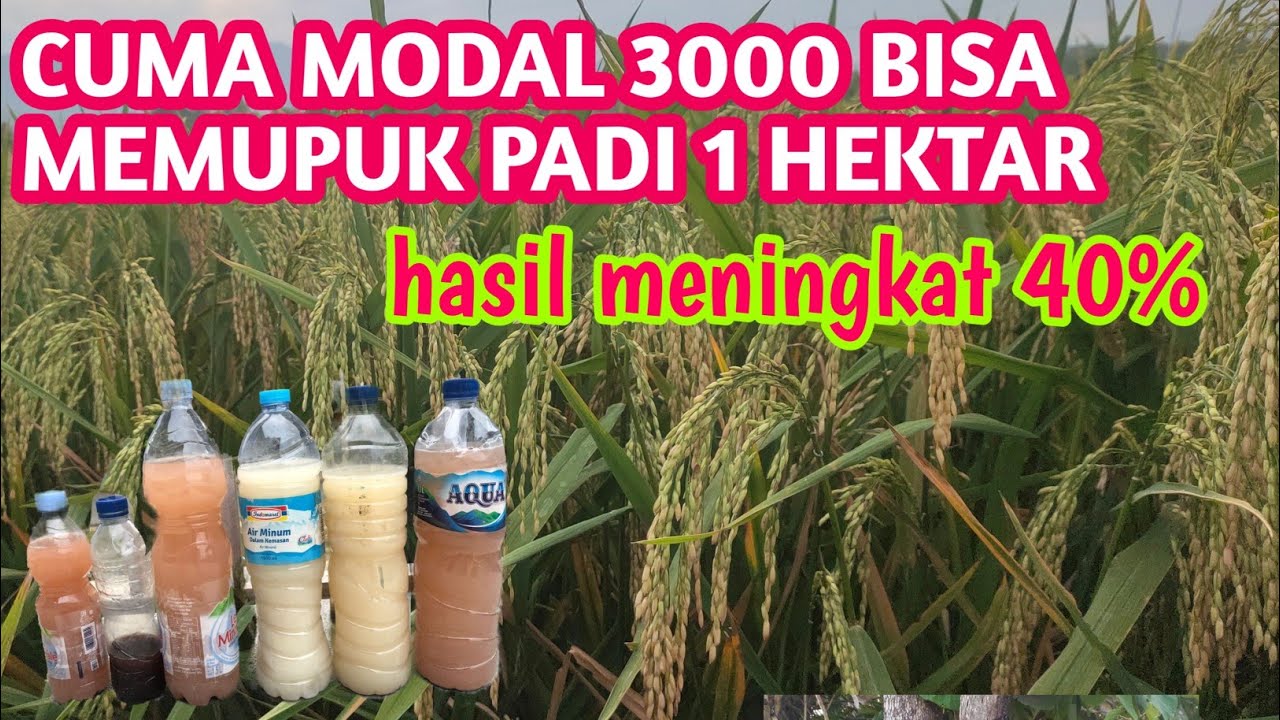 Hanya modal 3000 padi jadi subur & hasil meningkat 40%|| cara membuat psb