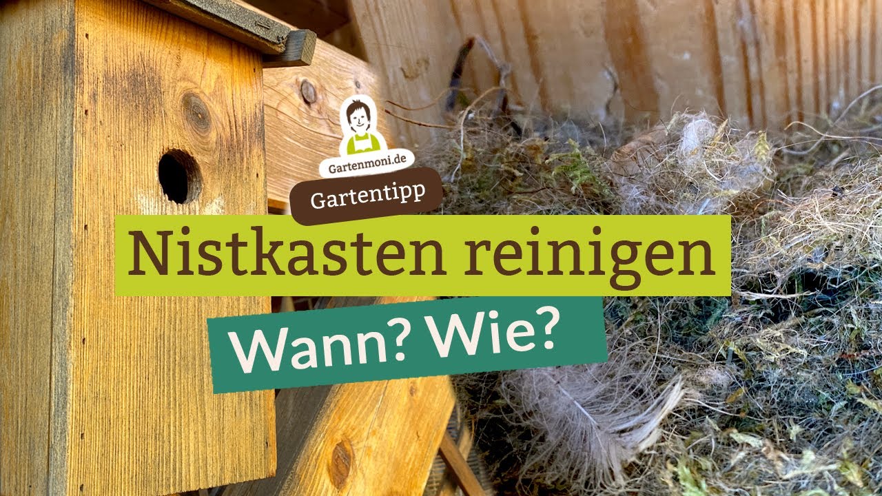 Nistkasten sauber machen für glückliche Vogelbabys: Wann und wie reinigt man Vogelhäuser?