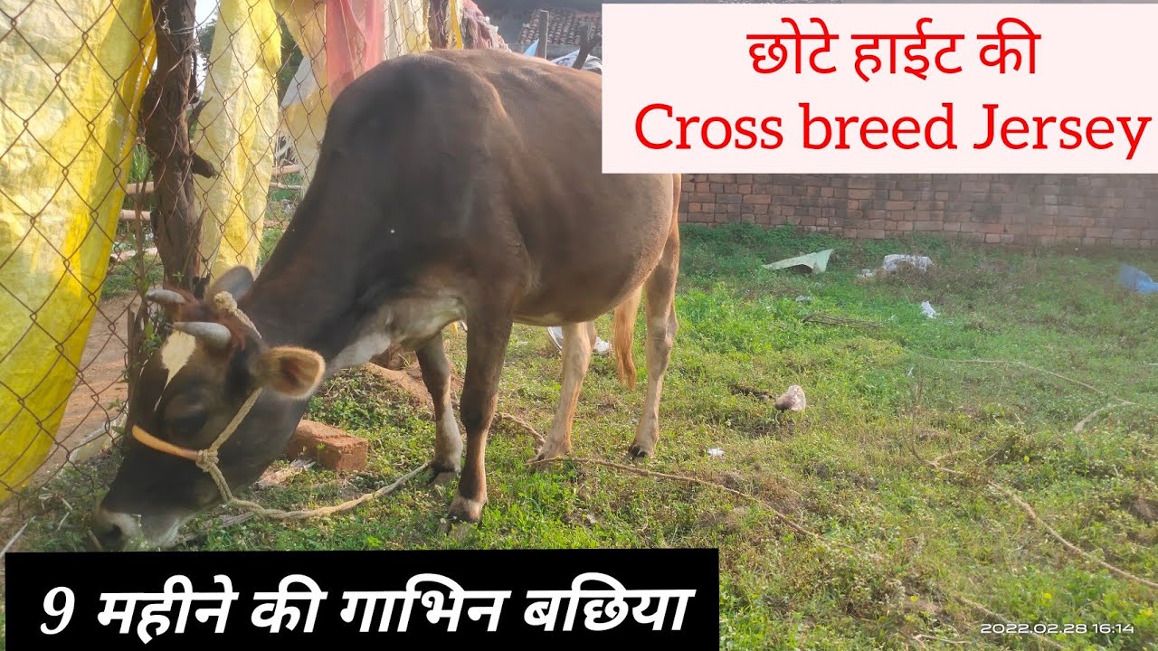 Cross breed Jersey Cow | बच्चा देने के लिए हुई तैयार | 9 महीने की गाभिन बछिया | Milk House Farm | CG