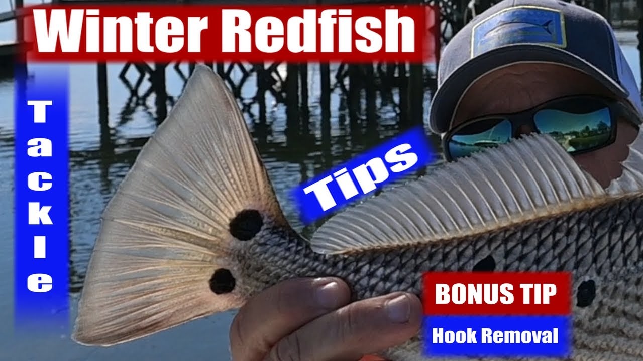 Charleston SC. Winter Inshore Redfish Fishing Tips #fishing #redfish #inshorefishing #fishingtips