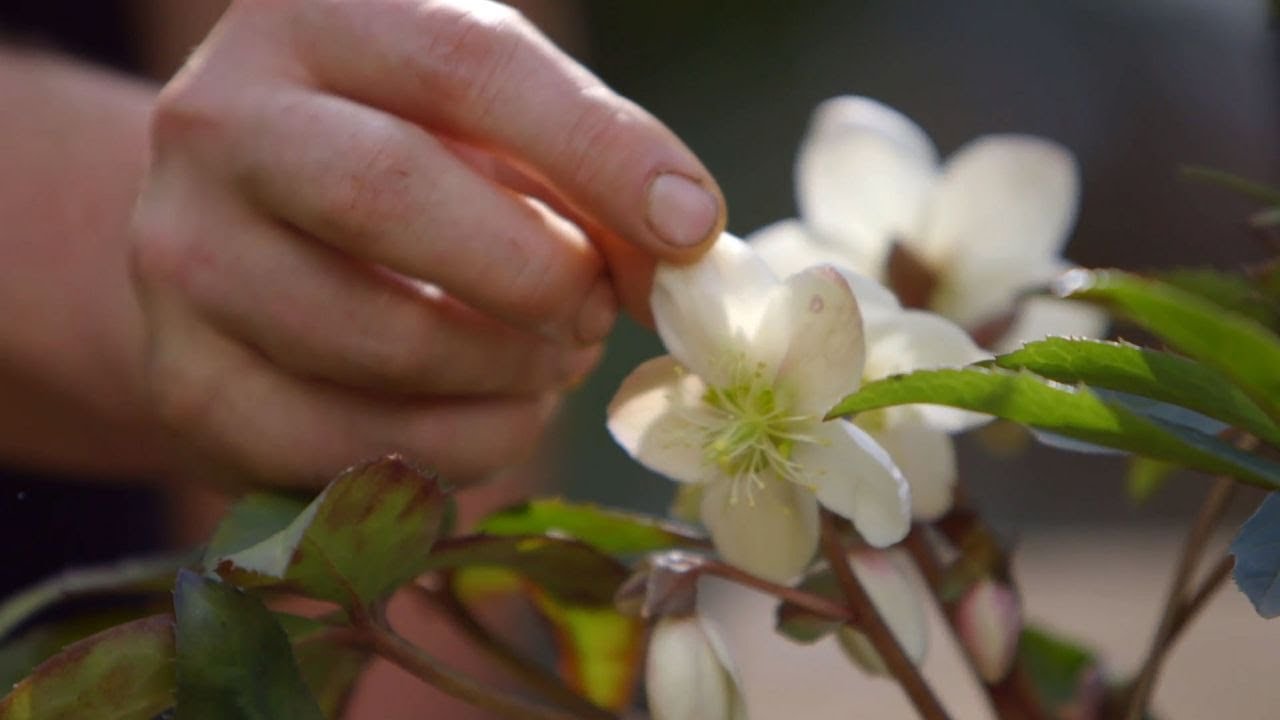 Variedades de rosa de invierno o heléboro - Bricomanía - Jardinatis