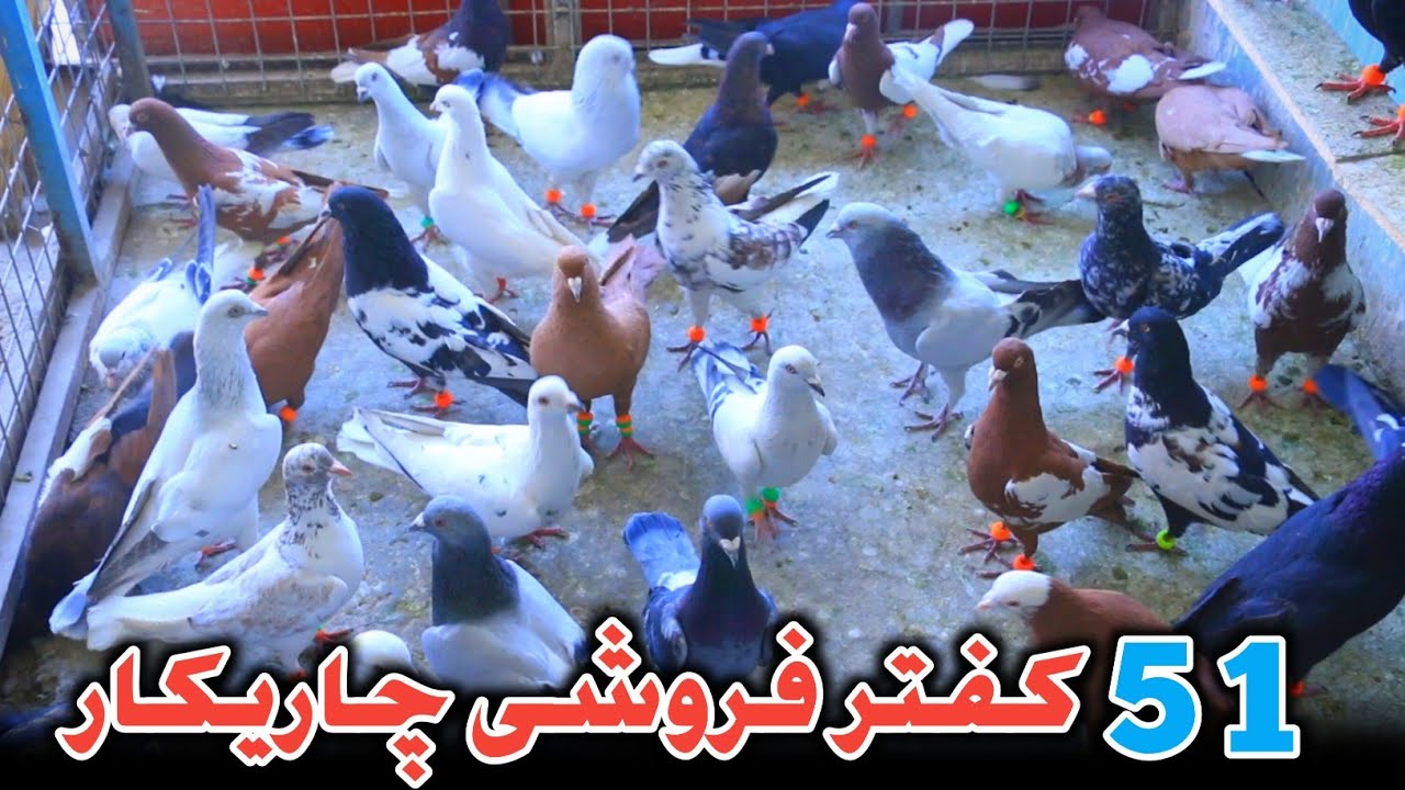 ارزان،قیمت 51 کفتر فروشی چاریکار در کوته سنگی|کفترهای عالی به قیمت ارزان و مناسب|High-flying Pigeons