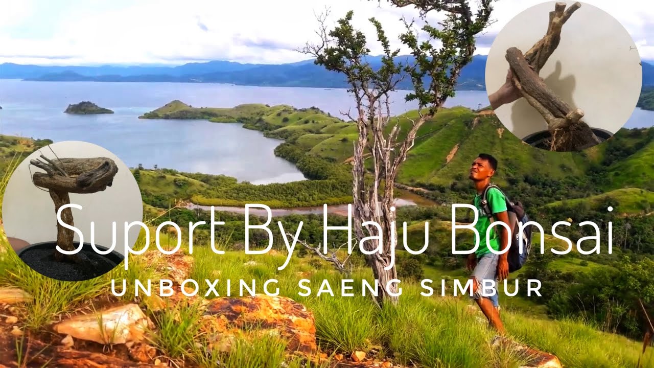 Bonsai Saeng Simbur | Saeng Simbur Lokal | Unboxing Saeng Simbur