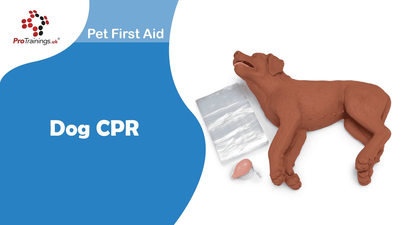 How to do CPR on a Pet