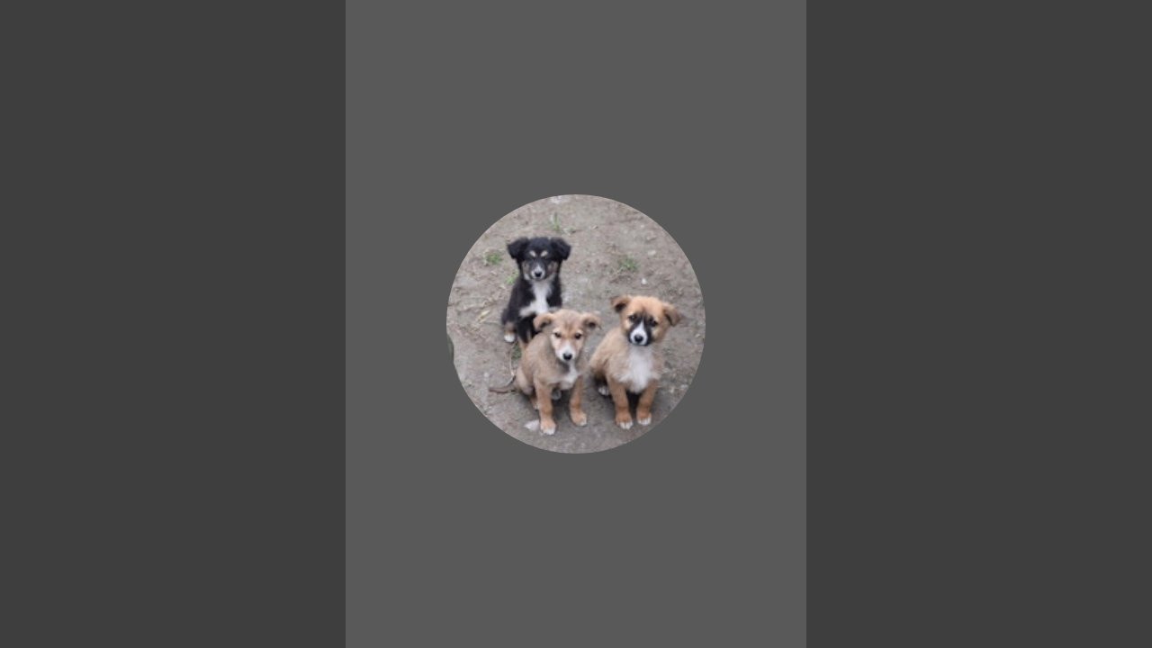 Street_dog_official_ is live