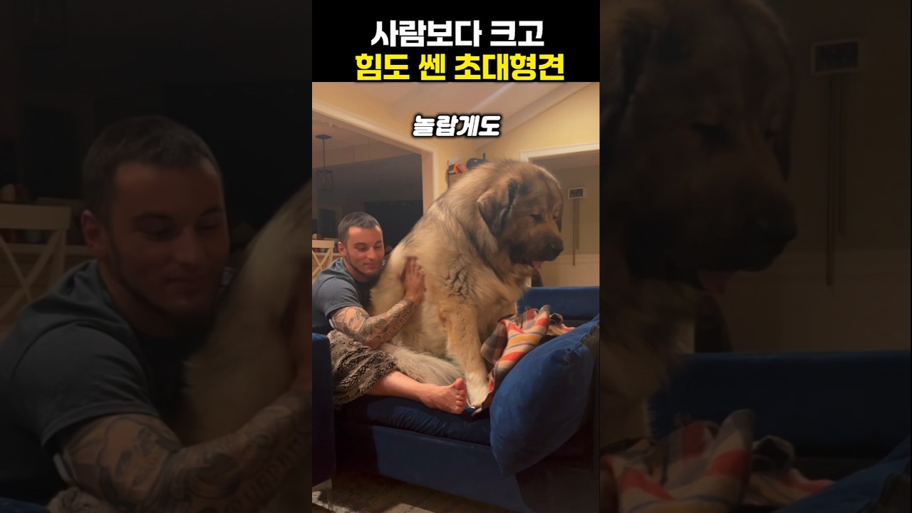 사람보다 큰 초대형견