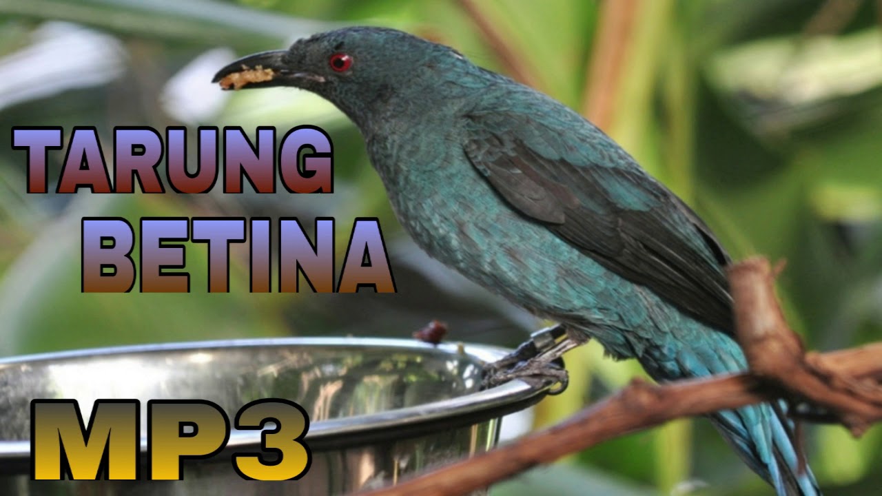 Suara Burung Cucak Biru Betina | Burung Tarung Betina