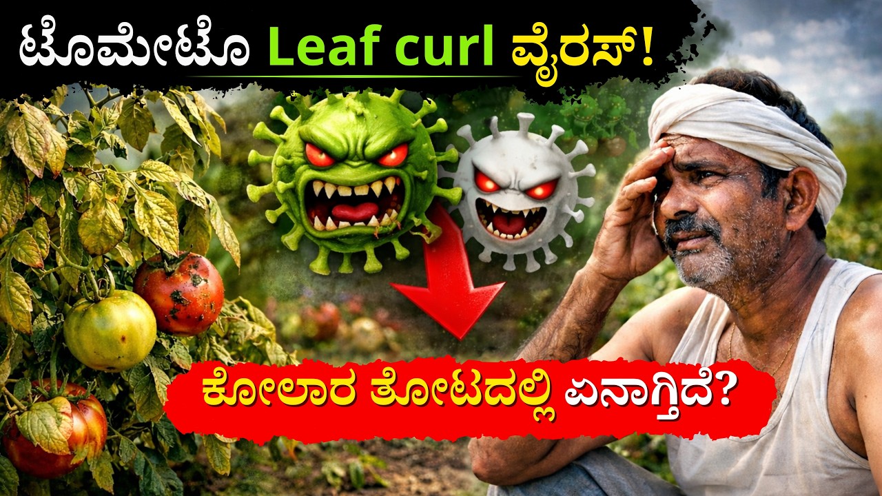 ಟೊಮೆಟೊ ಬೆಳೆಯೋ ರೈತರ ಸಂಕಷ್ಟ ಯಾರಿಗಾದರೂ ಗೊತ್ತಾ? |Tomato Leaf Curl Virus |Agriculture problem in kolar