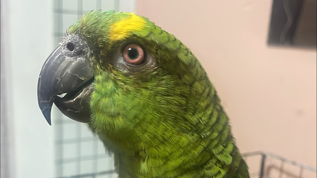 FALA DEMAIS | Trio colorido 🦜🦜🦜