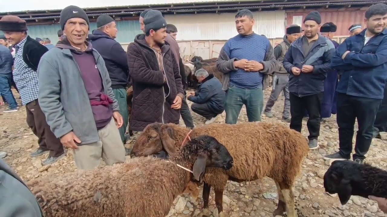 ИСКРА МОЛ БОЗОР КАТА МОЛ МАЙДА МОЛ НАРХЛАРИ 🫣