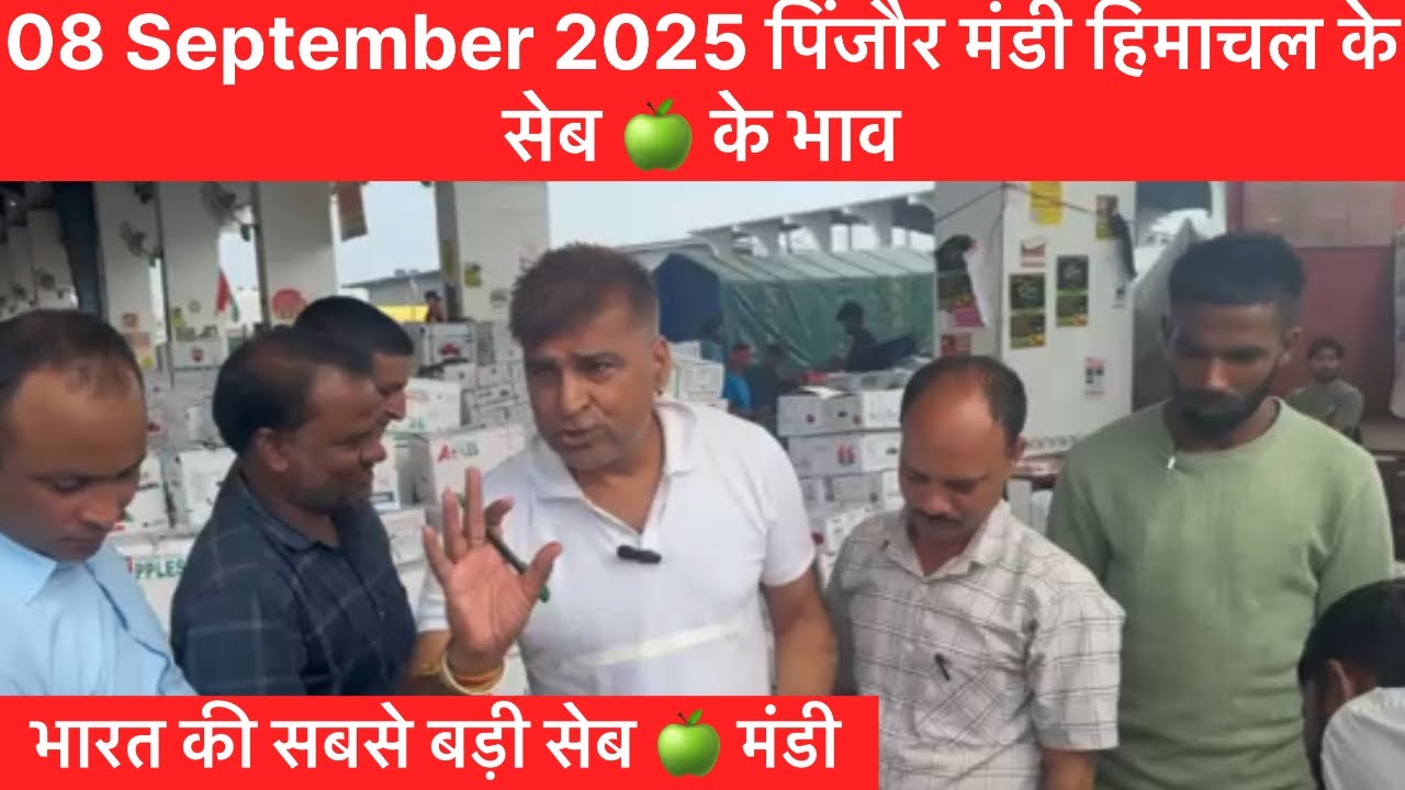 8 September 2025 पिंजौर मंडी हिमाचल के सेब 🍏 के भाव || भारत की सबसे बड़ी सेब 🍏 मंडी