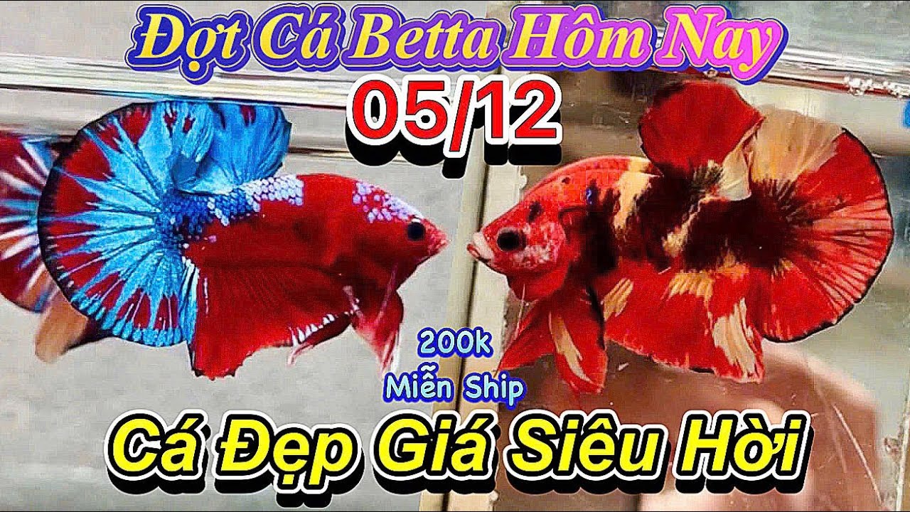 ❤️05/12/2025_Clip Betta Mới Siêu Khủng_Giá Chỉ Từ 50k_Form Khủng Khiếp_Nhìn Là Mê❤️