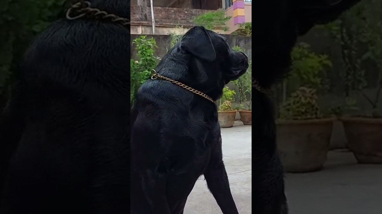 black labrador video