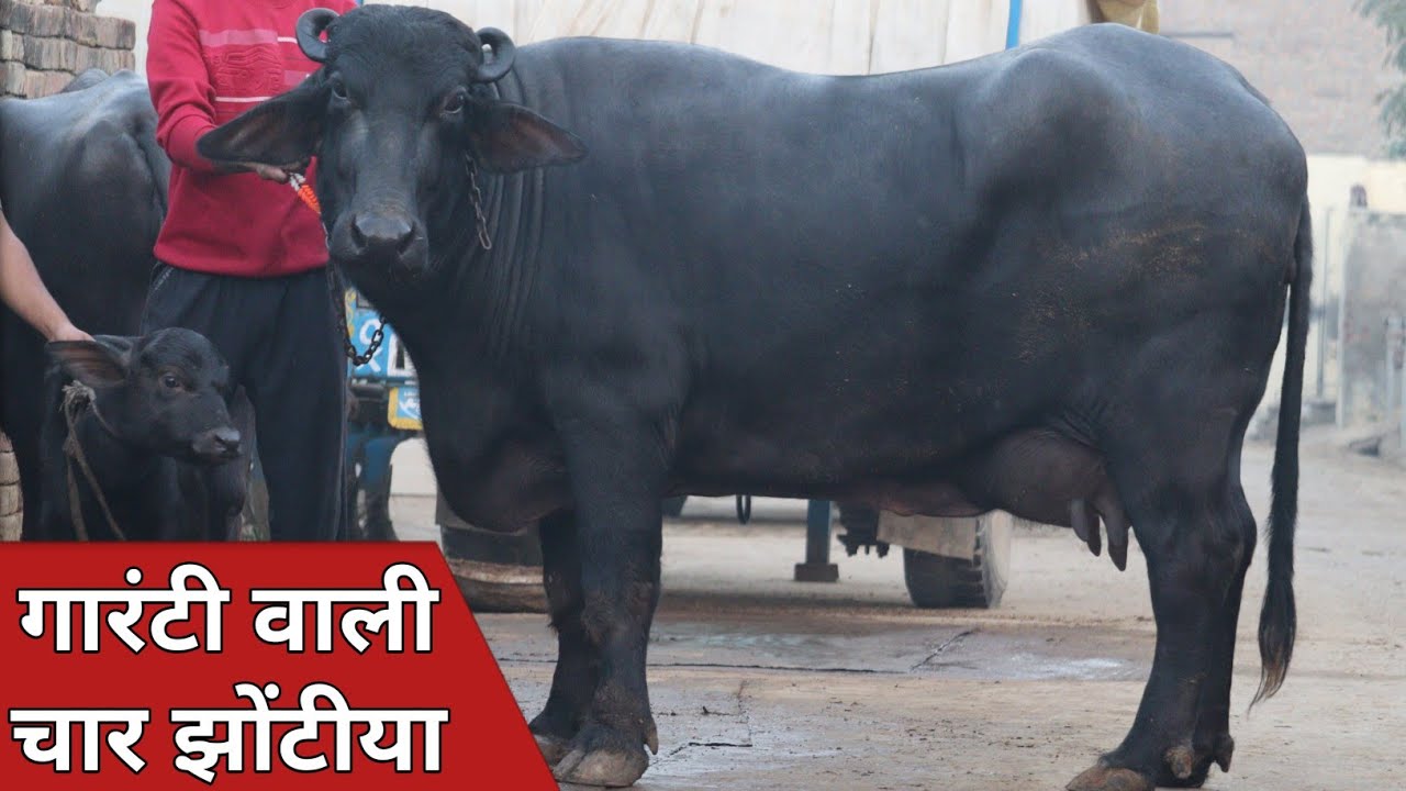 18 से 20 किलो की दो ताजा, और दो ग्याभिन झोटी बिक्री के लिए उपलब्ध || Vineet Kadian (9671635923)