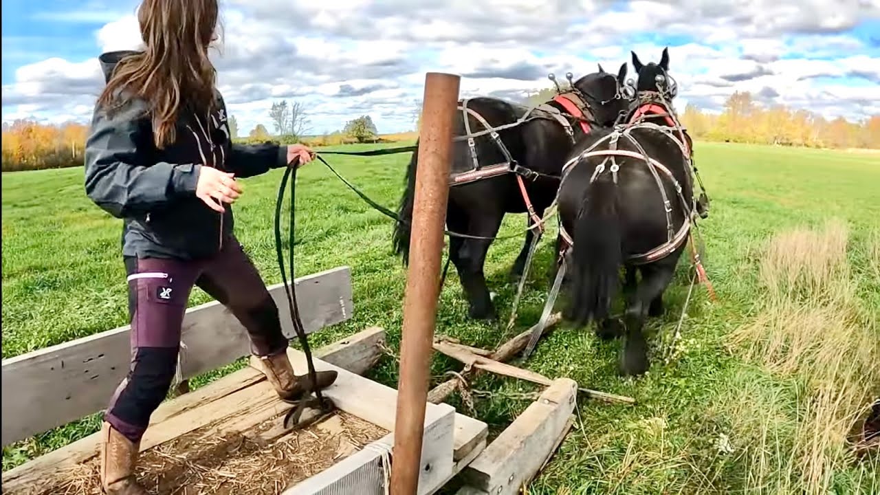 Это могло закончиться плохо!!! 😳😮 // Как запрячь упряжку лошадей в конный скутер